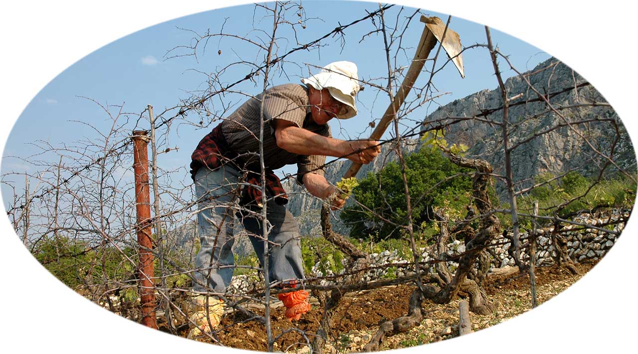 DUGI RAT - Der Anbau von Weingärten im dalmatinischen Karst