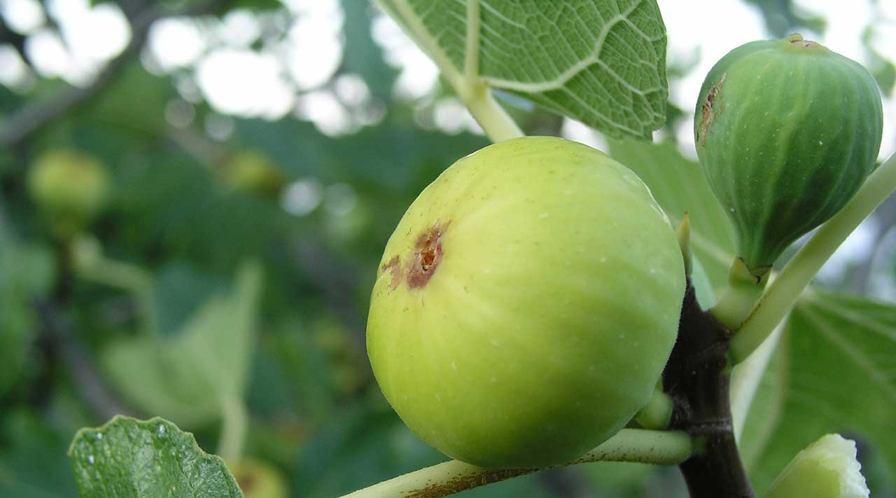 Dalmatin's figs