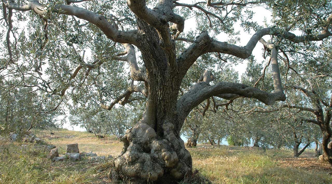DUGI RAT - centuries-old olive trees